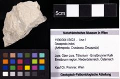 Foto (Objekt + Etiketten) von Decapoda indet. 